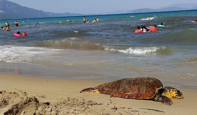 Kuşadası sahiline Caretta Caretta cinsi deniz kaplumbağası vurdu