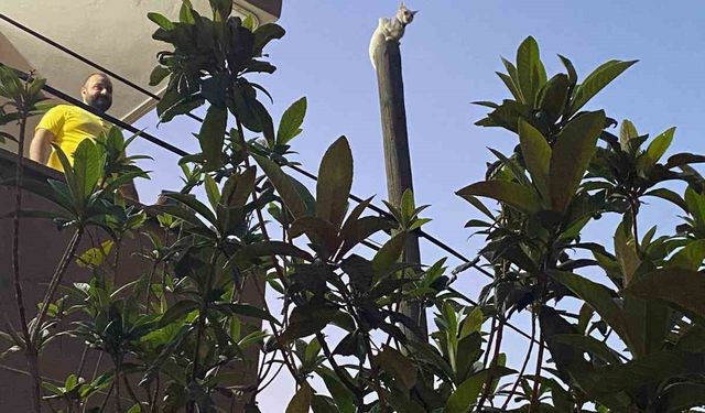 Balkondan atladığı direkte mahsur kalan kediyi itfaiye kurtardı