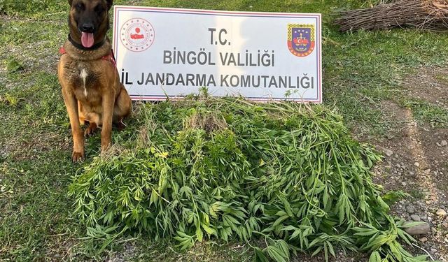 Bingöl’de 4 günde 14 bin 933 kök kenevir ele geçirildi