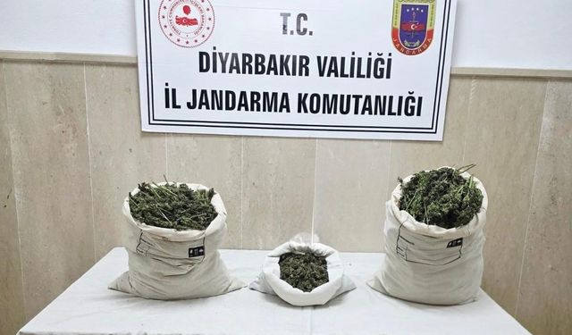 Diyarbakır’da 22 bin kök kenevir bitkisi ile 12 kilo esrar ele geçirildi