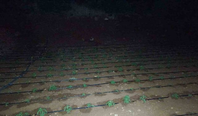 Diyarbakır’da kenevir tarlasını damlama sistemiyle suladılar