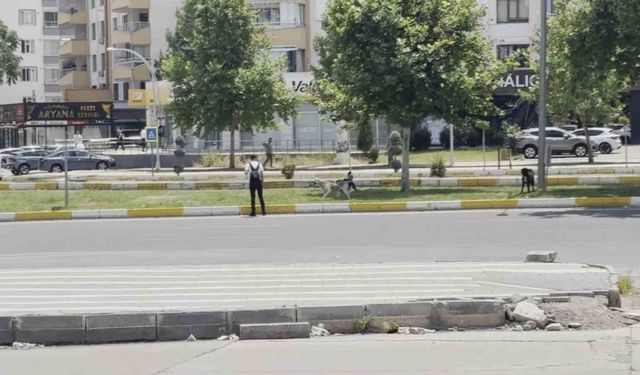 Diyarbakır’da sürü halinde gezen köpekler vatandaşları korkuttu