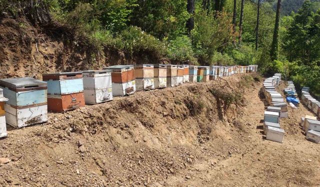 Kastamonu’da 56 arı kovanı zehirlendi: 1 milyona yakın arı telef oldu
