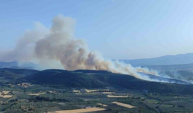 Manisa Kırkağaç’ta orman yangını: Havadan ve karadan müdahale sürüyor