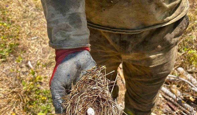 Yangının ortasından kuş yuvası kurtarıldı