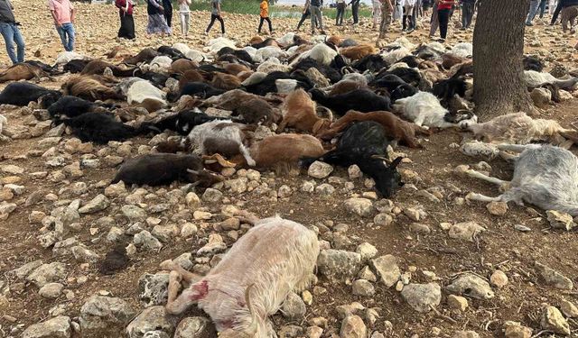 Şırnak’ta yıldırım isabet eden 95 küçükbaş hayvan telef oldu