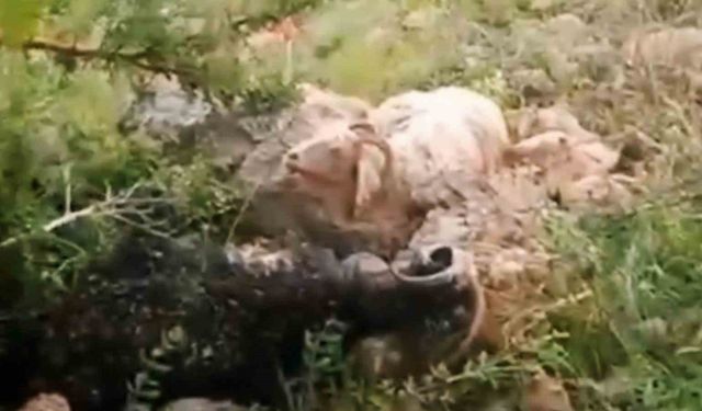 Yüksekova’da sürünün üzerine yıldırım düştü: 8 koyun telef oldu, çoban yaralandı