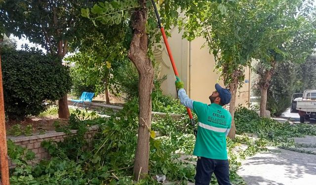 EFELER'DE YAZ TEMİZLİĞİ HIZ KESMİYOR: VATANDAŞLARDAN BAŞKAN YETİŞKİN'E TEŞEKKÜR