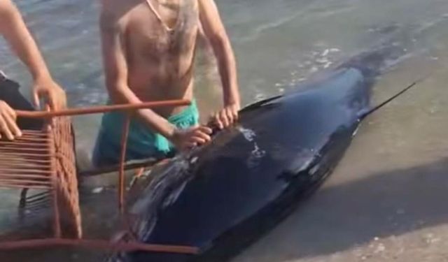 Çeşme'de kıyıya vuran orkinosu sandalye ile tutmaya çalıştılar