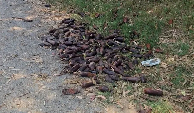 Tepki için patlıcanları sokağa dökmüştü... 17,2 milyon TL ceza kesildi