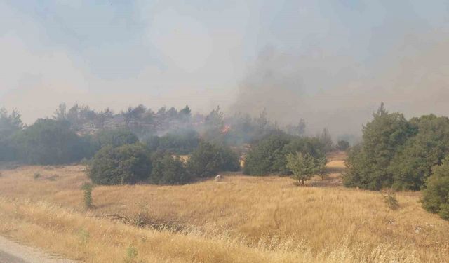 Manisa’daki orman yangınları devam ediyor