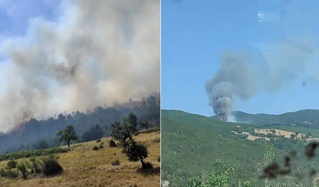 Balıkesir'de orman yangını!