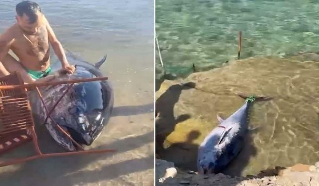 Çeşme’de kıyıya vuran orkinoslar için inceleme başlatıldı!
