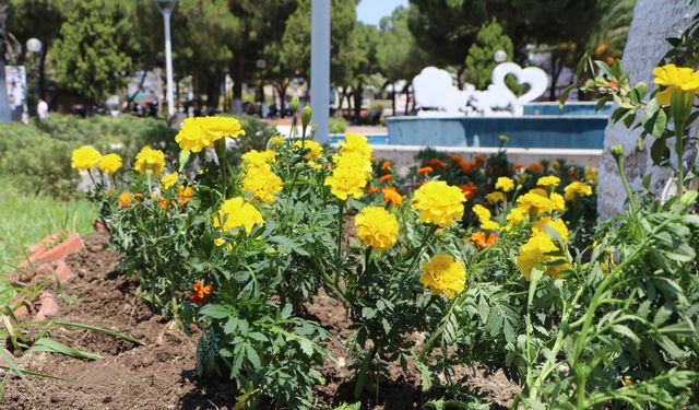 Söke Belediyesi ilçeyi çiçeklerle donatıyor