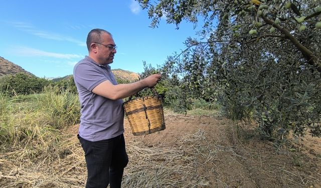 CHP'li Evrim Karakoz: Zeytinlikleri ranta açmak ihanettir