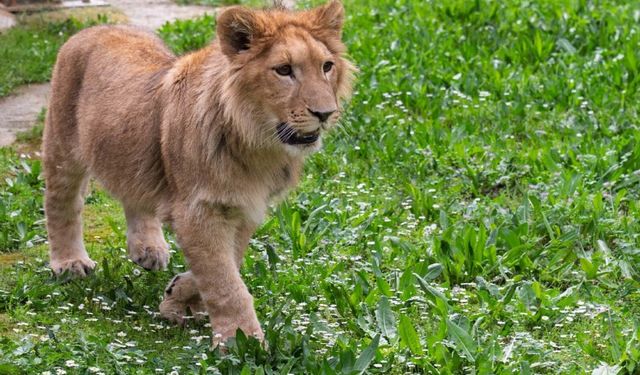 Adını anketle İzmirliler belirlemişti: Aslan Pars öldürüldü...