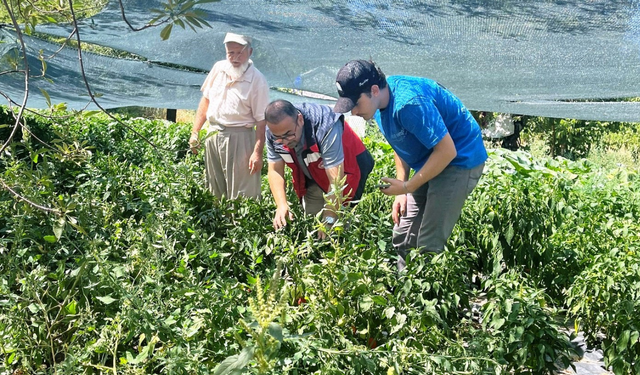 Kütahya’da domates ve biber fideleri kontrol edildi