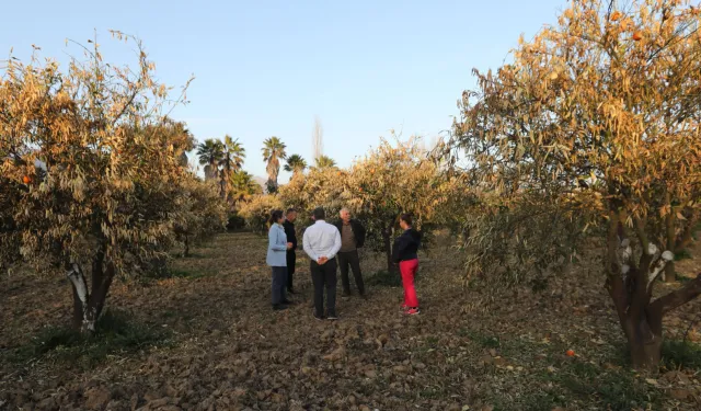 Muğla'da tarımın geleceği alarm veriyor... Üretici perişan