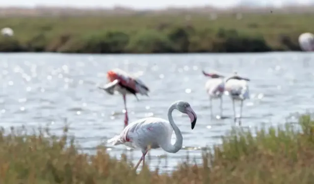 İzmir’de Flamingo Yolu Turlarına Yoğun İlgi