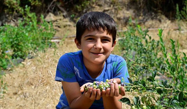 İzmir'de yaban mersini fidanları ilk meyvesini verdi