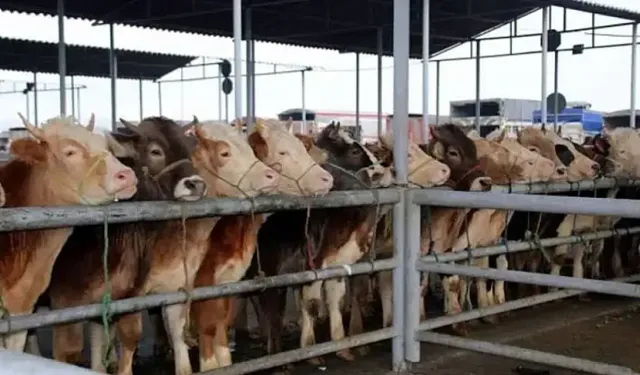 İzmirliler dikkat! Şap uyarısı verildi