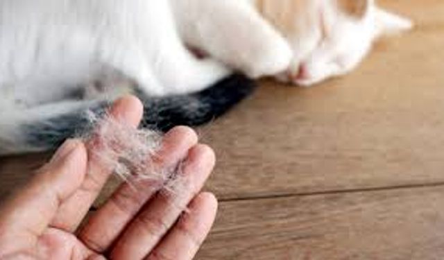Uzmanından uyarı geldi :Kedi tüyü kansere sebep olmaz
