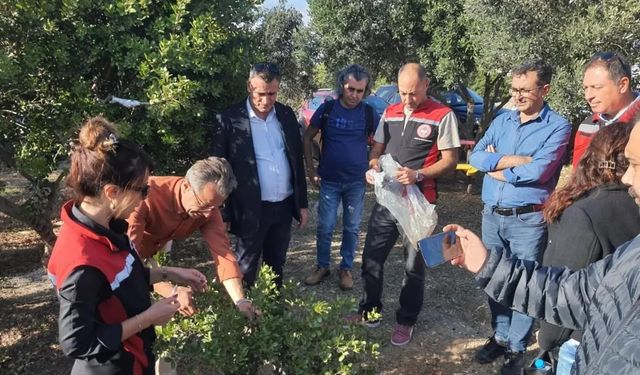 Aydın'da sakız ağacı üretimi yaygınlaştırılacak