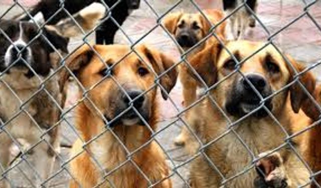 Datça’daki  hayvan barınağındaki koşullar tepki topladı
