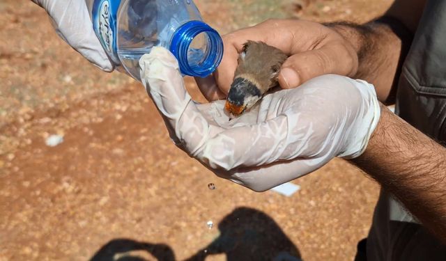 Kuş kaçakçısı, rekor cezayla karşı karşıya