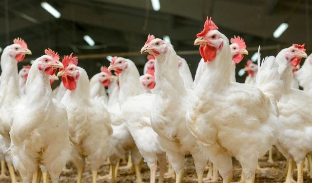 Türkiye’den Çin’e dev tavuk ayağı ihracatı
