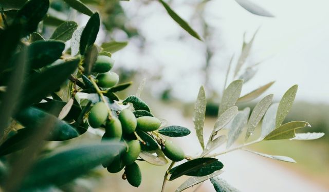 Aydın’da zeytinyağı fiyatları yükseldi