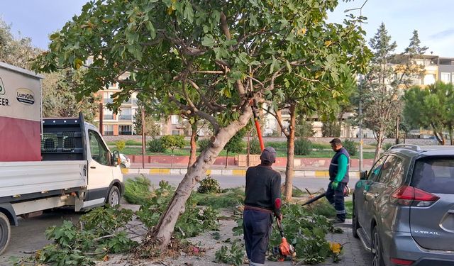 Efeler'in yeşil ekipleri budama çalışmalarına devam ediyor