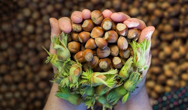 Ferrero’nun fındık politikası gündemde