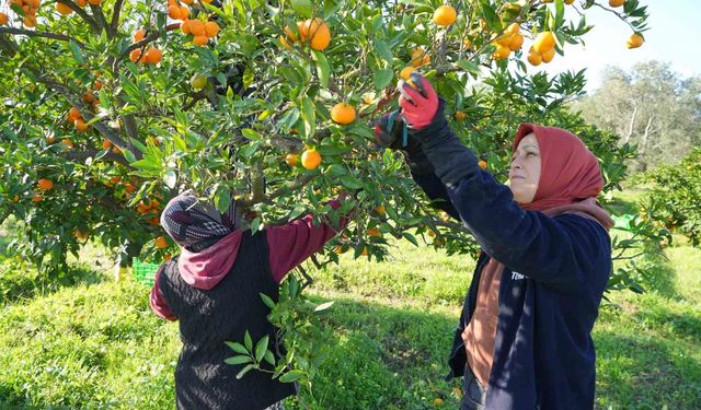 Hataylı üreticiden tepki: “Maliyeti 5 TL, satış 3 TL”