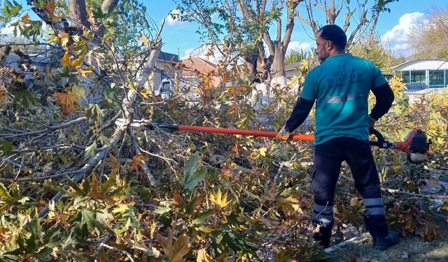 Efeler'de budama çalışmaları sürüyor