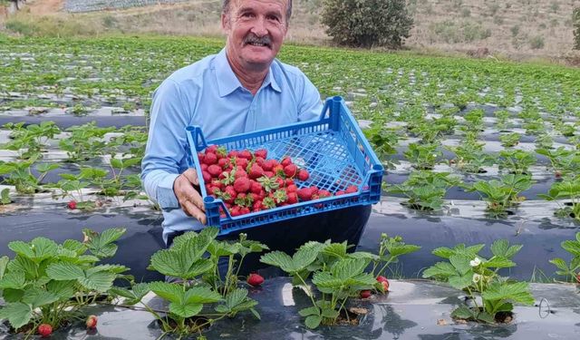 Kışın ortasında çilek bereketi