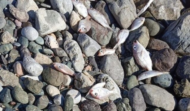 Datça’da ölü balıklar sahile vurdu!