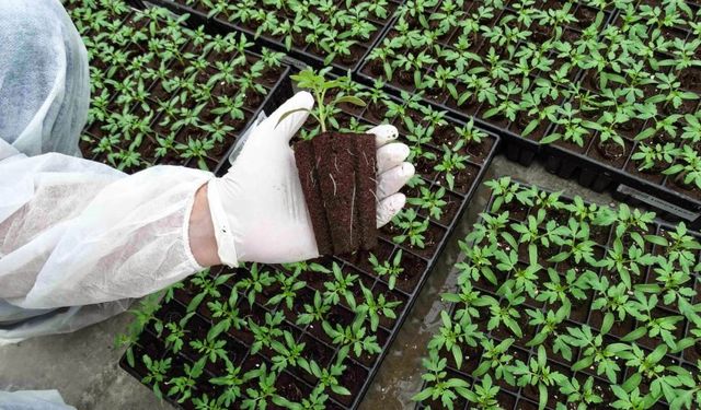 Fide sektörüne rekabet soruşturması