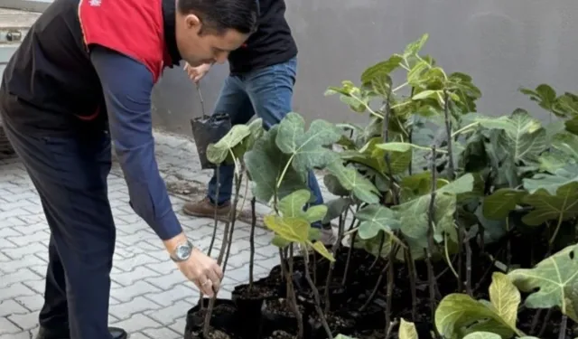 Gömeç’te 499 sertifikalı incir fidanı dağıtıldı