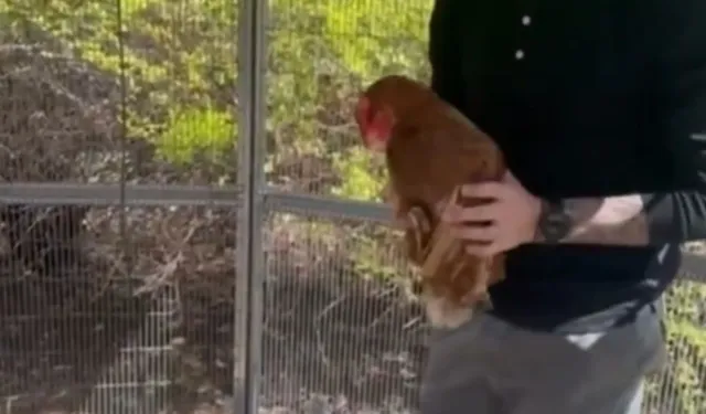 Icardi’ye ‘tavuk büyüsü’ iddiası, yıldız futbolcu ti’ye aldı