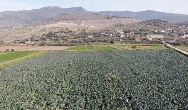 Brokoli fiyatı tarladan pazara üçe katlanıyor