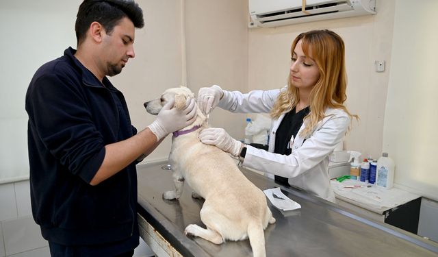 Kuşadası Belediyesi Veteriner İşleri Müdürlüğü'nden 'mikroçip' uyarısı