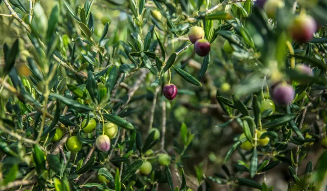 İzmir Kooperatifçilik Buluşmaları 19 Aralık'ta