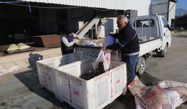 Turgutlu’nun zeytinlerinden 1500 litre bereket