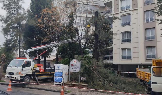 Budama çalışmaları sürüyor