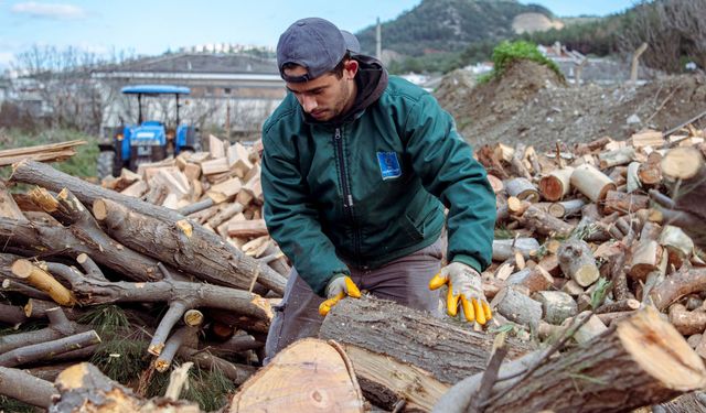 Kuşadası'nda ağaç atıkları ihtiyaç sahipleri için kara kışta yakacağa dönüşüyor