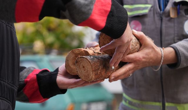 Budanan ağaçlar yuvaları ısıtıyor