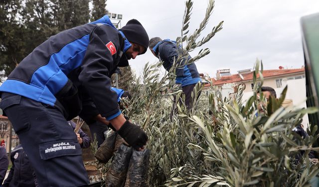 Büyükşehir’den Ula’da üreticiye zeytin ve ceviz fidanı desteği