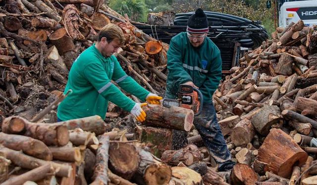 Ada’da budanan ağaçlar evleri ısıtıyor