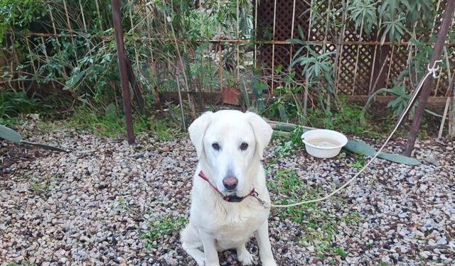 Datça’da köpeğe çarpan araç tepki çekti